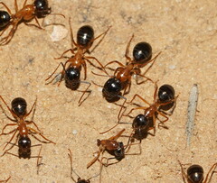 Camponotus terebrans