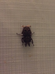 Ryssonotus nebulosus
