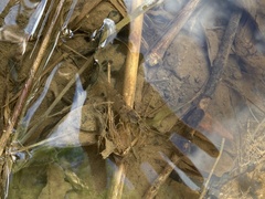 Macrobrachium asperulum