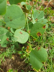 Erythrina acanthocarpa