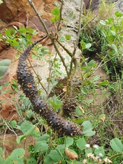 Erythrina acanthocarpa