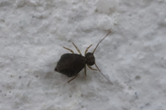 Sminthuroidea
