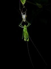 Leucopodoptera eumundii