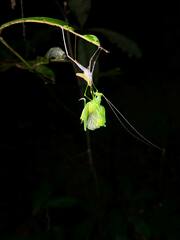 Leucopodoptera eumundii