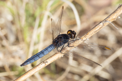 Crocothemis nigrifrons