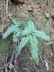 Adiantum flabellulatum