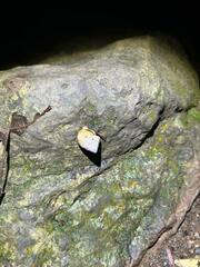 Rhynchotrochus macgillivrayi