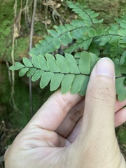 Adiantum flabellulatum