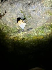 Rhynchotrochus macgillivrayi