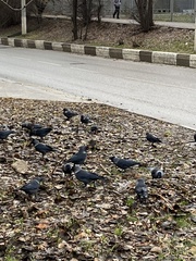 Corvus monedula