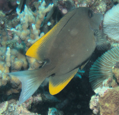 Ctenochaetus tominiensis