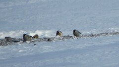 Pyrrhula pyrrhula cineracea