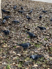 Corvus monedula