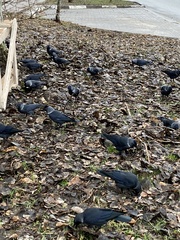 Corvus monedula