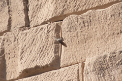 Ptyonoprogne fuligula