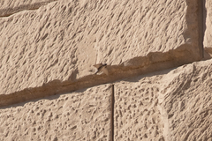 Ptyonoprogne fuligula