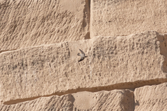 Ptyonoprogne fuligula