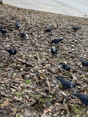 Corvus monedula