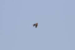 Streptopelia senegalensis