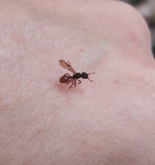 Meranoplus diversus