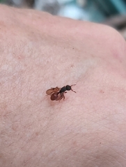 Meranoplus diversus