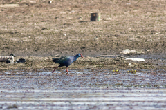 Porphyrio madagascariensis