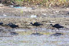 Plegadis falcinellus