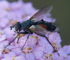 Eriothrix rufomaculata