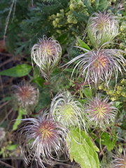 Clematis serratifolia