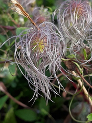 Clematis serratifolia