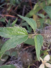 Clematis serratifolia