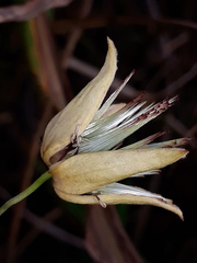 Clematis serratifolia