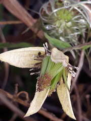 Clematis serratifolia