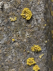 Xanthoria parietina