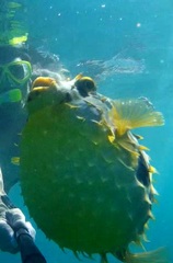 Chilomycterus spinosus