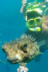 Chilomycterus spinosus