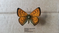 Lycaena edna
