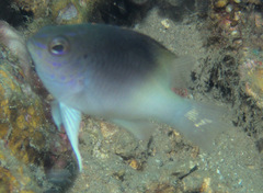 Chrysiptera rollandi