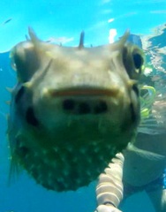 Chilomycterus spinosus