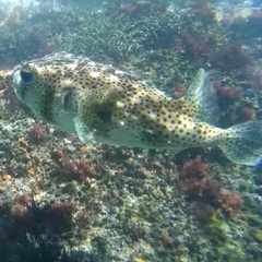 Chilomycterus reticulatus