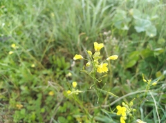 Diplotaxis catholica