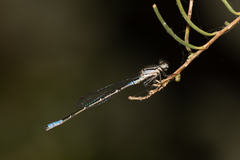 Austroagrion cyane