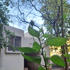 Hibiscus rosa-sinensis