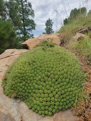 Euphorbia pulvinata