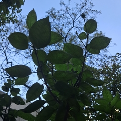 Hibiscus rosa-sinensis