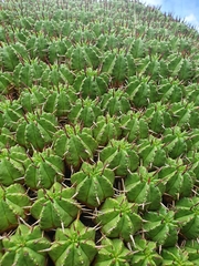 Euphorbia pulvinata