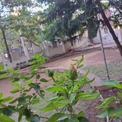 Hibiscus rosa-sinensis