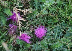 Cirsium acaule