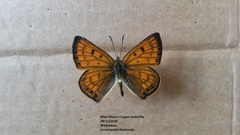 Lycaena edna