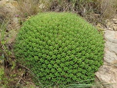 Euphorbia pulvinata